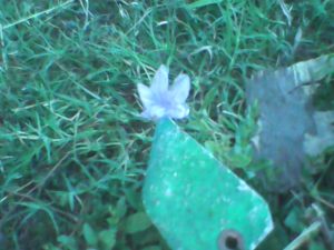a loney little flower