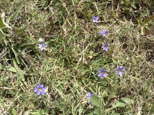 blue flowers in a field of green