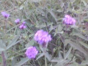 blurry purple flowers