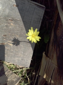 flower with shadow