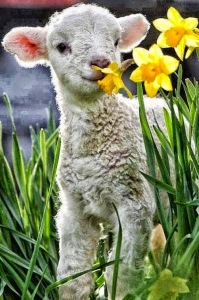 lamb with flowers