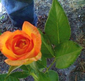 Orange rose
