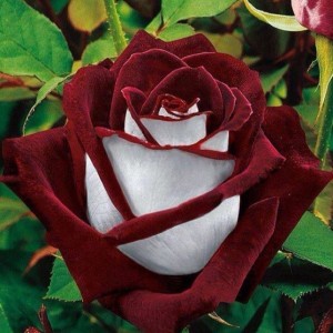 osiria rose