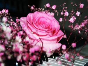 Pink Rose_32