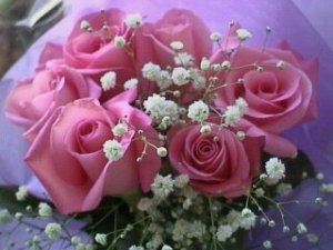 pink roses1