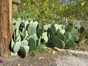 prickly pears