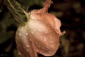 rose with dew