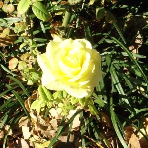 yellow rose 002