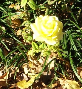 yellow rose 003